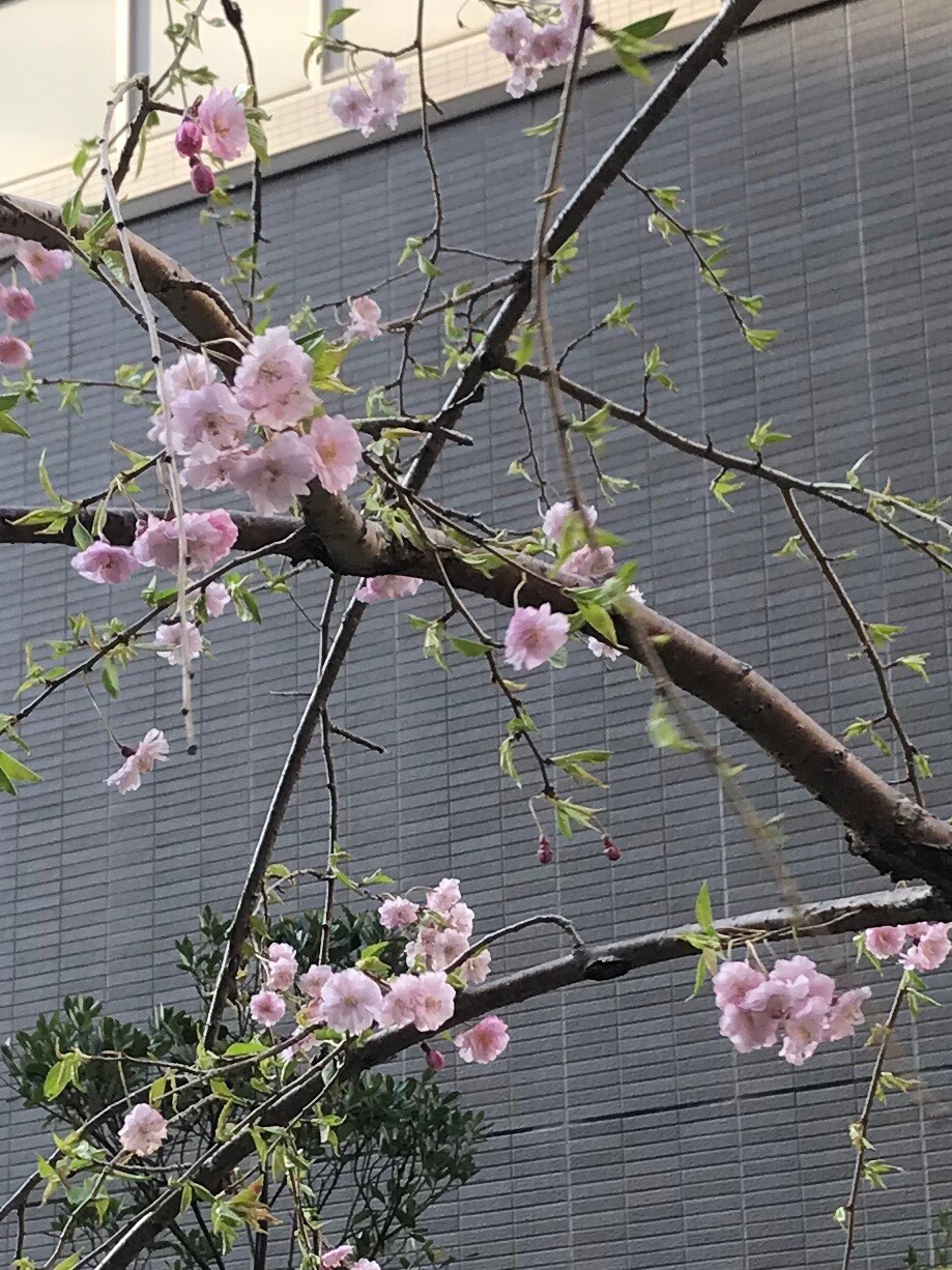 春の準備　平成31年2月21日