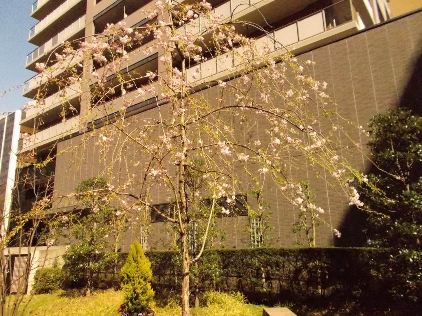 桜満開　令和2年４月８日 