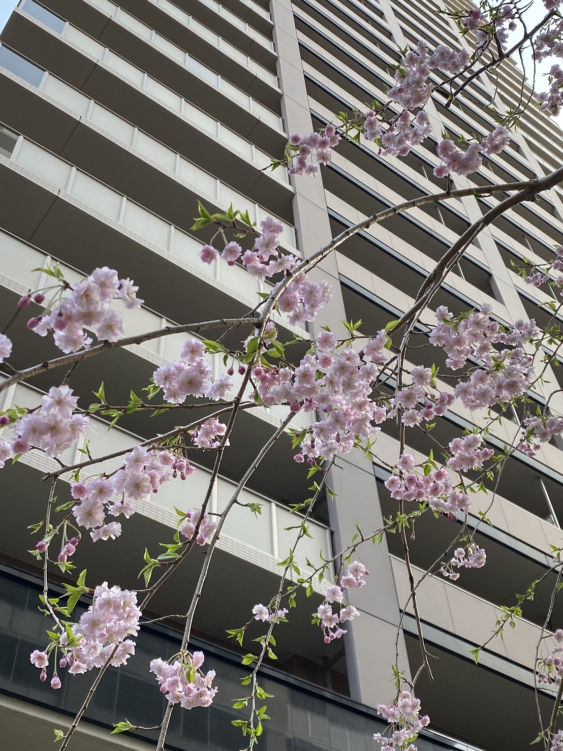 桜の季節　令和4年4月13日